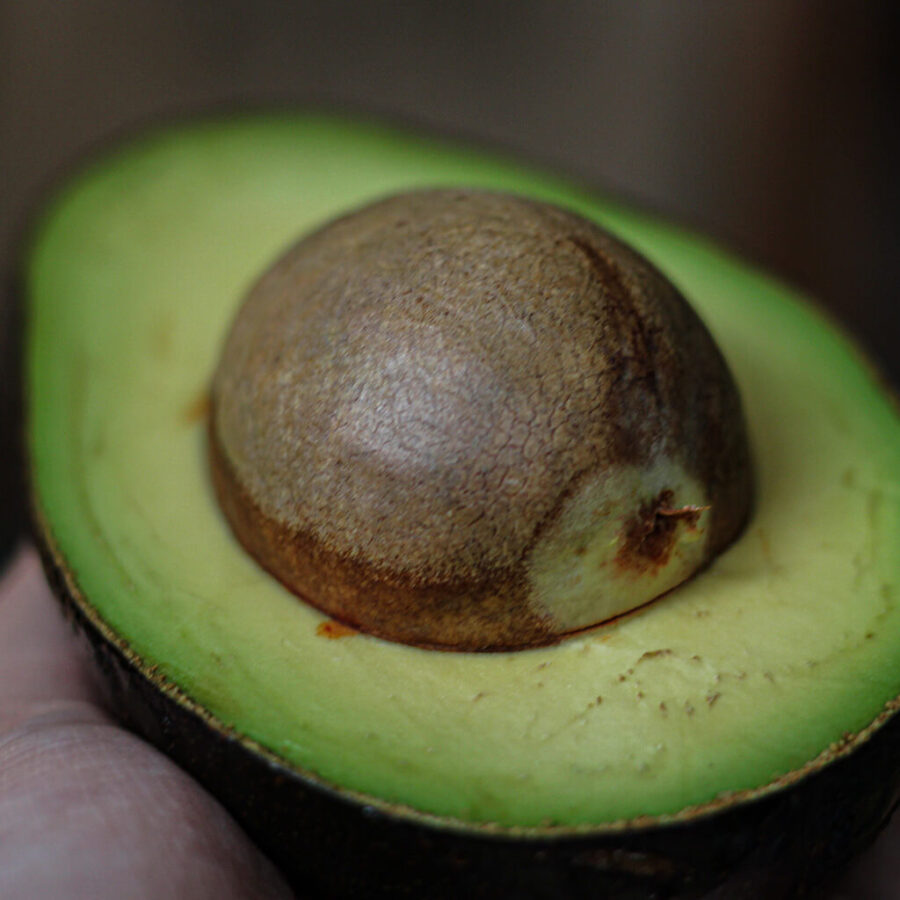 Primer plano del aguacate Hass de Bionta sostenido en la mano, mostrando su textura rica y suave.